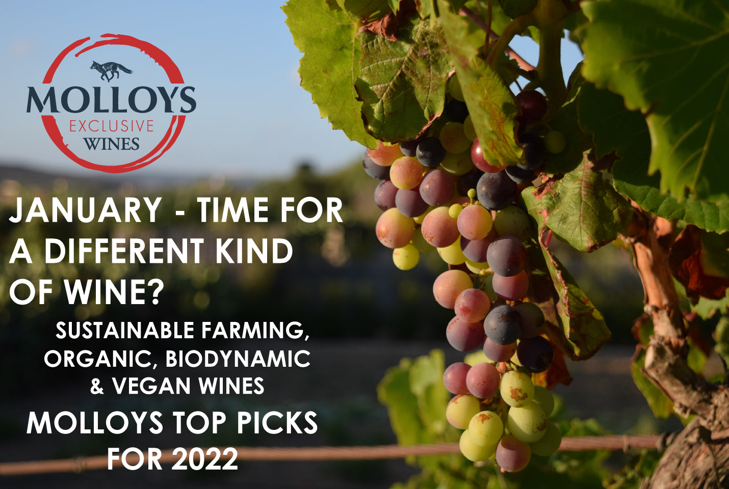 January - time for a different kind of wine?